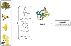 Graphical abstract: Chemo-enzymatic preparation of new bio-based bis- and trisphenols: new versatile building blocks for polymer chemistry