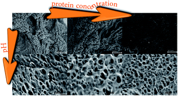 Graphical abstract: Identifying emerging trends of protein hydrogels for biological scaffolding