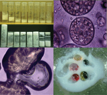 Graphical abstract: Particle-stabilised non-aqueous systems