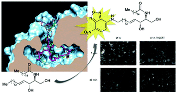 Graphical abstract: A biologically relevant ceramide fluorescent probe to assess the binding of potential ligands to the CERT transfer protein