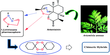 Graphical abstract: Diversification in the synthesis of antimalarial trioxane and tetraoxane analogs