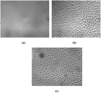 Graphical abstract: Rheological study of the SAN modified epoxy–DDM system: relationship between viscosity and viscoelastic phase separation