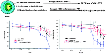 Graphical abstract: Dendrimer-based multilayer nanocarrier for potential synergistic paclitaxel–doxorubicin combination drug delivery