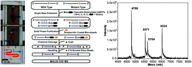 Graphical abstract: A microfluidic device for multiplex single-nucleotide polymorphism genotyping