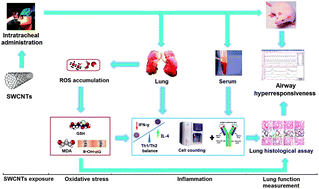 Graphical abstract: Single-wall carbon nanotube-induced airway hyperresponsiveness in rats and a postulated mechanism of action