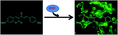 Graphical abstract: Substituent effects on reactivity of 3-cinnamoylcoumarins with thiols of biological interest