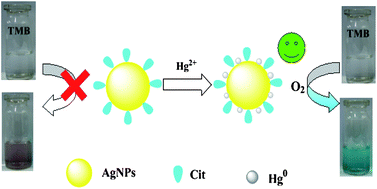 Graphical abstract: Mercury(ii)-stimulated oxidase mimetic activity of silver nanoparticles as a sensitive and selective mercury(ii) sensor