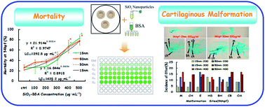 Graphical abstract: Developmental and cartilaginous effects of protein-coated SiO2 nanoparticle corona complexes on zebrafish larvae