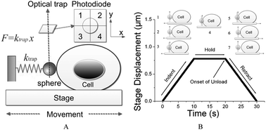 Graphical abstract: Accurate measurement of stiffness of leukemia cells and leukocytes using an optical trap by a rate-jump method