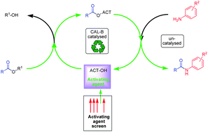 Graphical abstract: Towards a sustainable synthesis of aniline-derived amides using an indirect chemoenzymatic process: challenges and successes