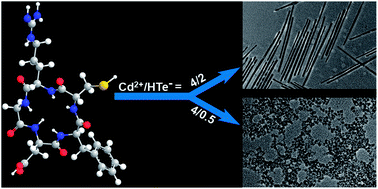 Graphical abstract: Cyclic arginyl–glycyl–aspartic acid (RGD) peptide-induced synthesis of uniform and stable one-dimensional CdTe nanostructures in aqueous solution