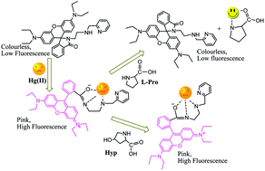 Graphical abstract: A rhodamine based “off-on” probe for selective detection of Hg(ii) and subsequent l-proline and 4-hydroxyproline discrimination