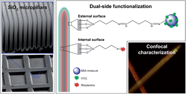 Graphical abstract: Selective dual-side functionalization of hollow SiO2 micropillar arrays for biotechnological applications