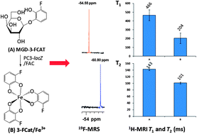 Graphical abstract: 19F-MRS/1H-MRI dual-function probe for detection of β-galactosidase activity