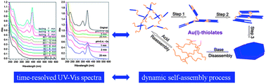 Graphical abstract: Time-resolved monitoring of dynamic self-assembly of Au(i)-thiolate coordination polymers