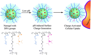 Graphical abstract: Surface charge generation in nanogels for activated cellular uptake at tumor-relevant pH