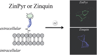 Graphical abstract: Peptide-based targeting of fluorescent zinc sensors to the plasma membrane of live cells