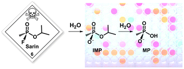 Graphical abstract: First supramolecular sensors for phosphonate anions