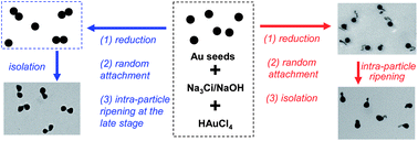 Graphical abstract: High-purity gold nanocrystal dimers: scalable synthesis and size-dependent plasmonic and Raman enhancement