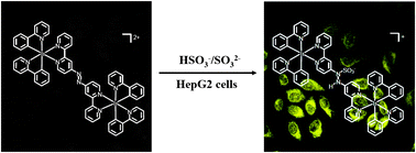 Graphical abstract: A dinuclear iridium(iii) complex as a visual specific phosphorescent probe for endogenous sulphite and bisulphite in living cells
