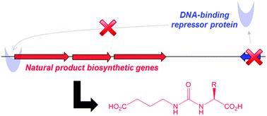 Graphical abstract: Discovery of a family of γ-aminobutyrate ureas via rational derepression of a silent bacterial gene cluster