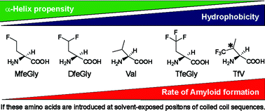 Graphical abstract: Fluorinated amino acids in amyloid formation: a symphony of size, hydrophobicity and α-helix propensity
