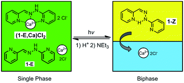 Graphical abstract: A light-induced reversible phase separation and its coupling to a dynamic library of imines