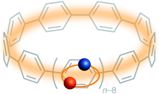 Graphical abstract: Exciton recombination dynamics in nanoring cycloparaphenylenes