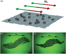Graphical abstract: Emergent coherent states and flow rectification in active magnetic colloidal monolayers