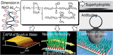 Graphical abstract: Chain dimensions and surface characterization of superhydrophilic polymer brushes with zwitterion side groups