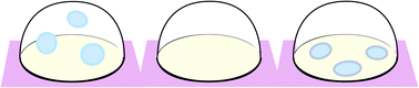 Graphical abstract: Domain formation in cholesterol–phospholipid membranes exposed to adhesive surfaces or environments
