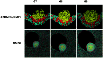 Graphical abstract: Computer simulations of the interactions of high-generation polyamidoamine dendrimers with electronegative membranes