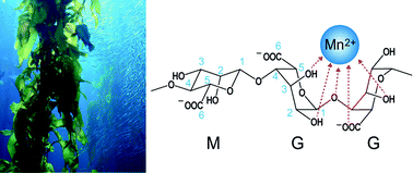 Graphical abstract: Improved cycle lives of LiMn2O4 cathodes in lithium ion batteries by an alginate biopolymer from seaweed