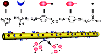 Graphical abstract: Self-assembly of amphiphilic peptides into bio-functionalized nanotubes: a novel hydrolase model