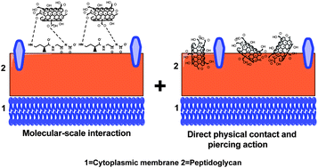 Graphical abstract: Single-walled carbon nanotube coated antibacterial paper: preparation and mechanistic study
