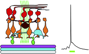 Graphical abstract: Organic semiconductors for artificial vision