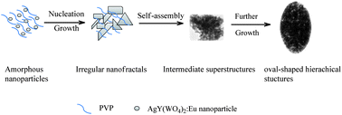 Graphical abstract: Controlled synthesis and up/down-conversion luminescence of self-assembled hierarchical architectures of monoclinic AgRE(WO4)2:Ln3+ (RE = Y, La, Gd, Lu; Ln = Eu, Tb, Sm, Dy, Yb/Er, Yb/Tm)