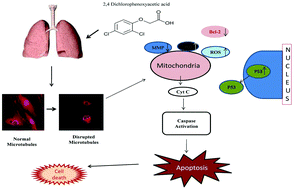 Graphical abstract: 2,4-Dichlorophenoxyacetic acid induced toxicity in lung cells by disruption of the tubulin-microtubule network