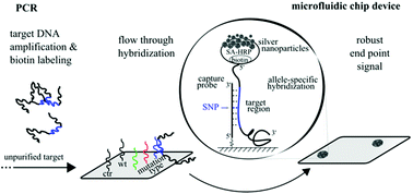 Graphical abstract: KRAS mutation screening by chip-based DNA hybridization – a further step towards personalized oncology