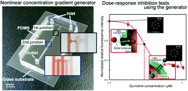 Graphical abstract: Nonlinear concentration gradients regulated by the width of channels for observation of half maximal inhibitory concentration (IC50) of transporter proteins