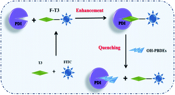 Graphical abstract: Fluorescence probe techniques to study the interaction between hydroxylated polybrominated diphenyl ethers (OH-PBDEs) and protein disulfide isomerase (PDI)