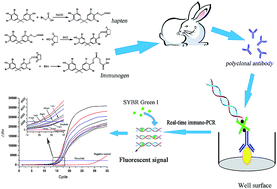 Graphical abstract: A real-time immuno-PCR assay for the detection of tetrabromobisphenol A