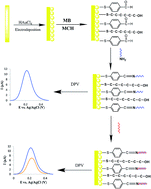 Graphical abstract: A highly sensitive and selective hepatitis B DNA biosensor using gold nanoparticle electrodeposition on an Au electrode and mercaptobenzaldehyde