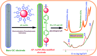 Graphical abstract: Simultaneous determination of neurotransmitters and a neuroprotector in human blood serum and urine samples using a diazonium grafted gold nanoparticle film electrode