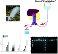 Graphical abstract: Application of analytical techniques to monitoring of kidney viability before transplantation during storage in ViaSpan® and Biolasol® Plus preservation solutions