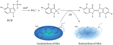 Graphical abstract: Ultrasensitive surface-enhanced Raman scattering detection of alkaline phosphatase