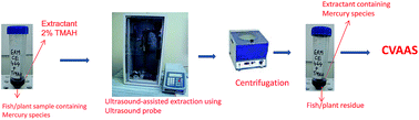 Graphical abstract: Robust ultrasound assisted extraction approach using dilute TMAH solutions for the speciation of mercury in fish and plant materials by cold vapour atomic absorption spectrometry (CVAAS)