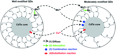 Graphical abstract: The influence of surface composition of quantum dots fluorescence sensing on the discriminative detection of bivalent Mn and Cu cations
