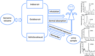 Graphical abstract: Method development for the simultaneous analysis of trans,trans-muconic acid, 1,2-dihydroxybenzene, S-phenylmercapturic acid and S-benzylmercapturic acid in human urine by liquid chromatography/tandem mass spectrometry
