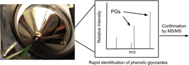 Graphical abstract: Profiling phenolic glycosides in Populus deltoides and Populus grandidentata by leaf spray ionization tandem mass spectrometry